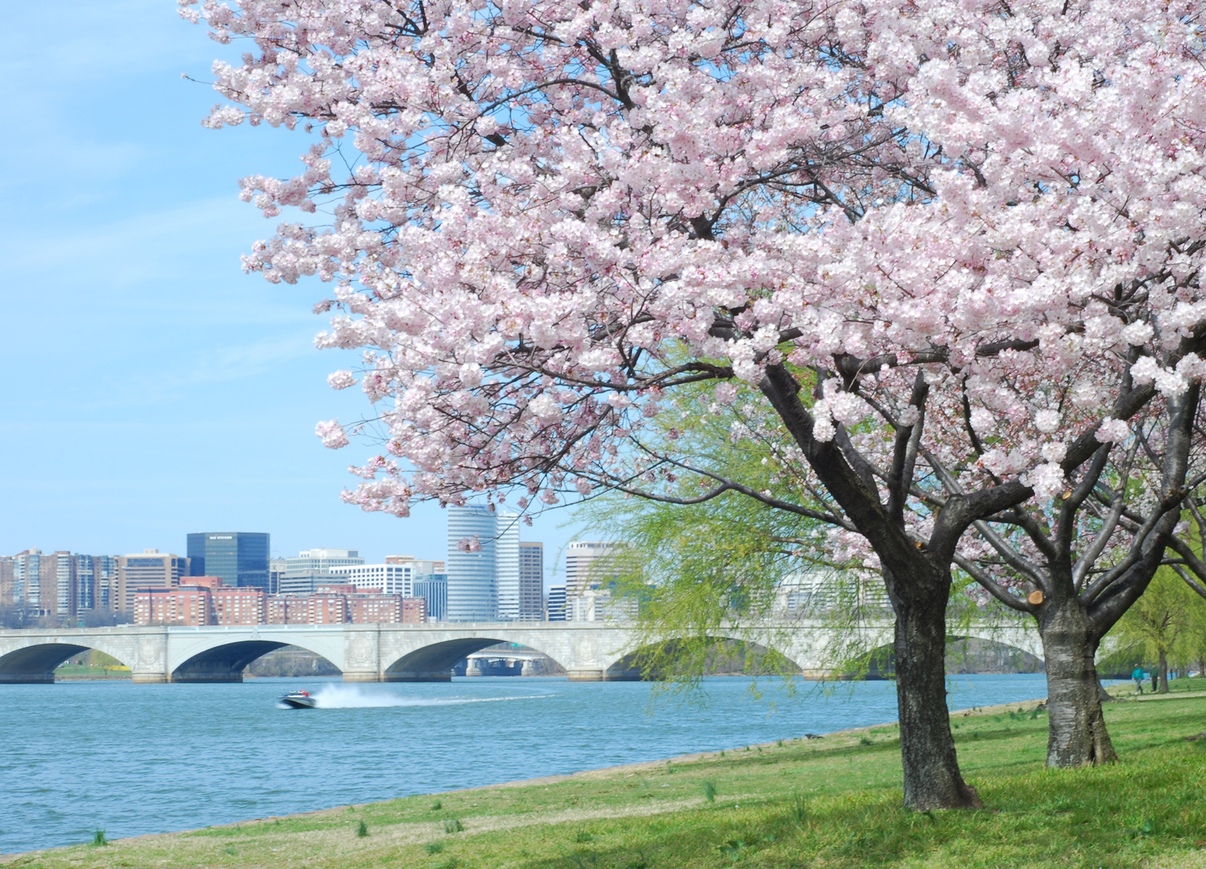 cherry blossom trees in Arlington