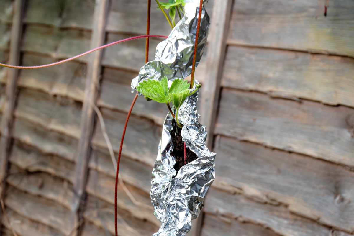 Aluminum foil to protect plants