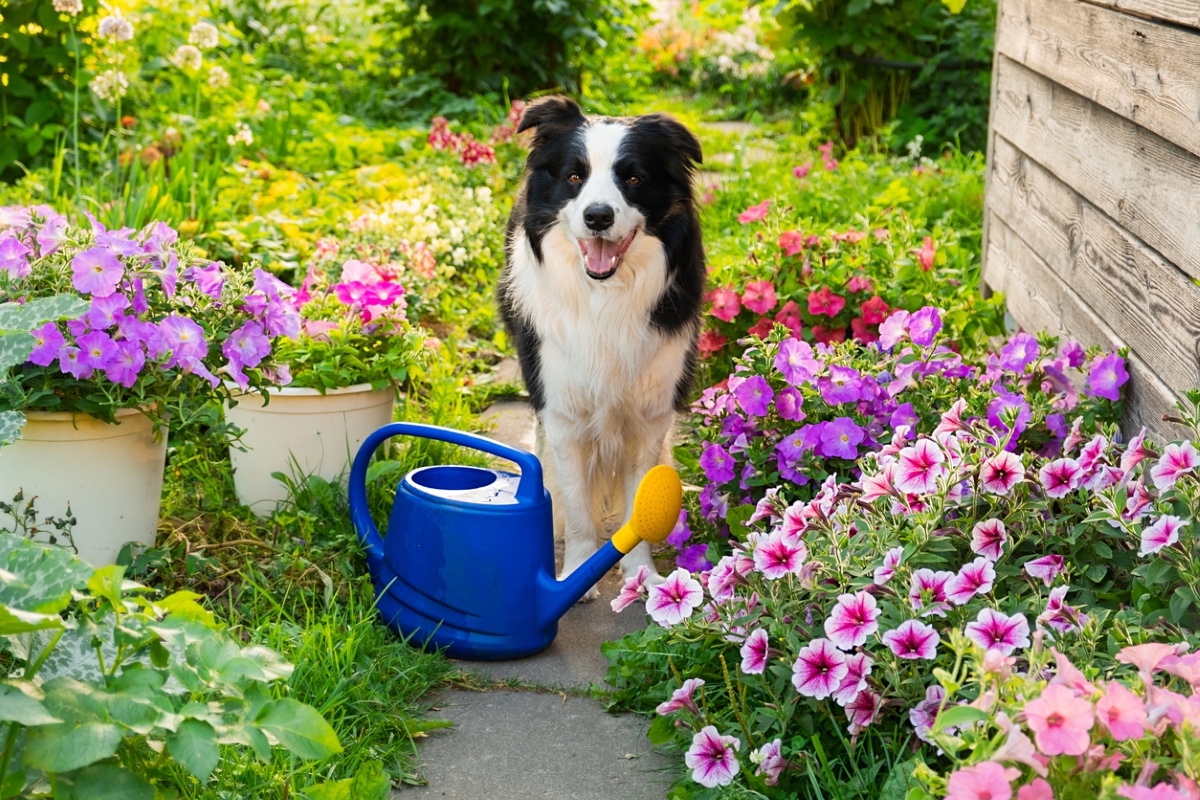 Flower garden with dog