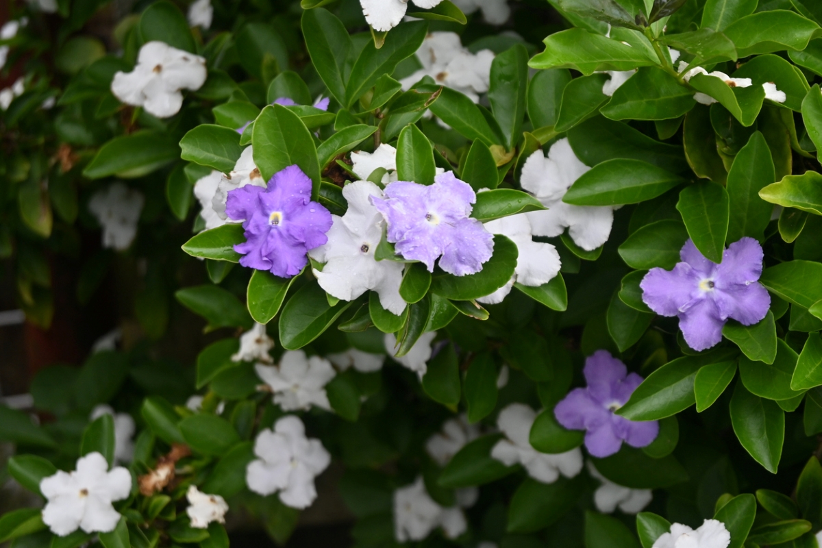 Bush with purple and white flowers
