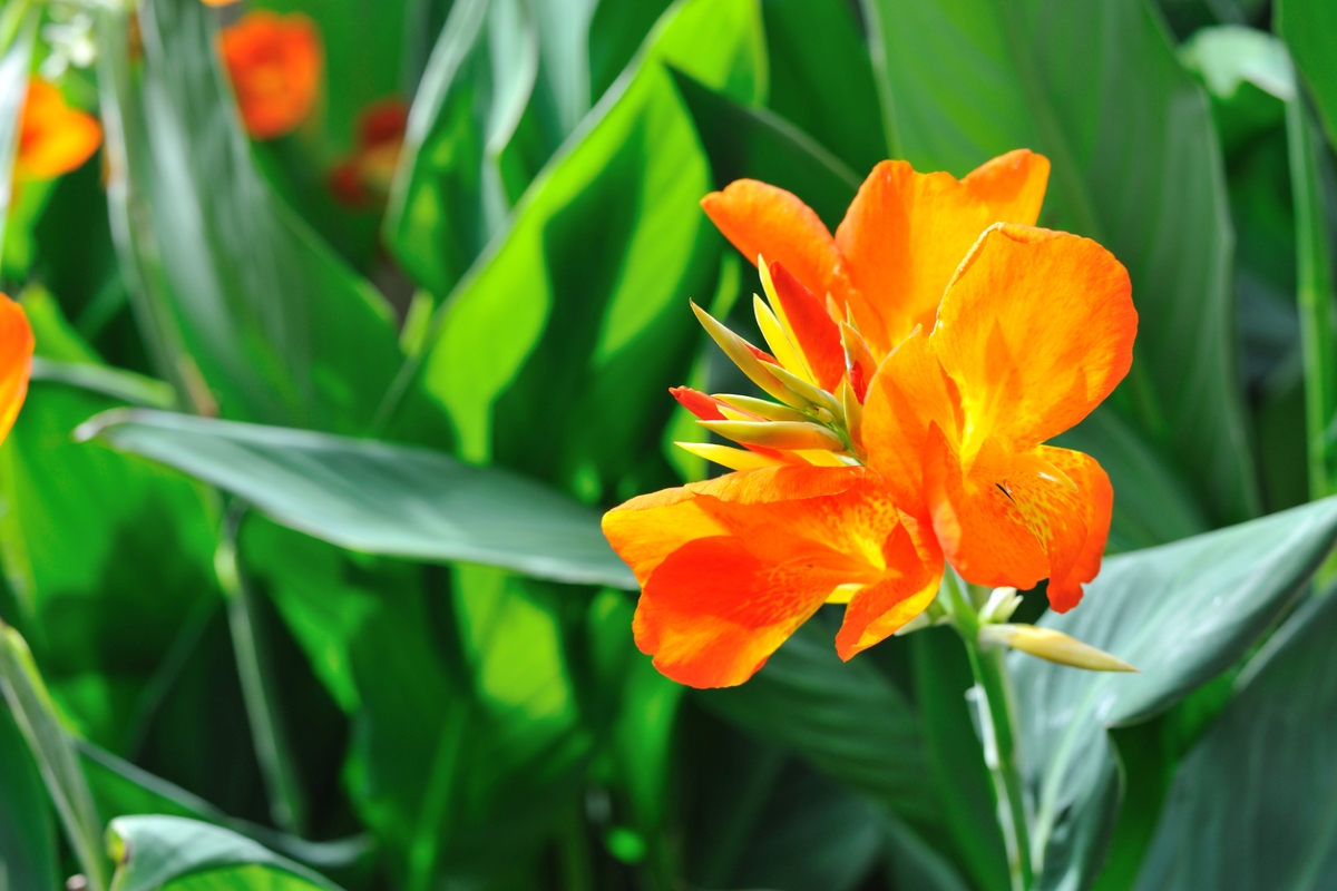 Orange canna lily flower