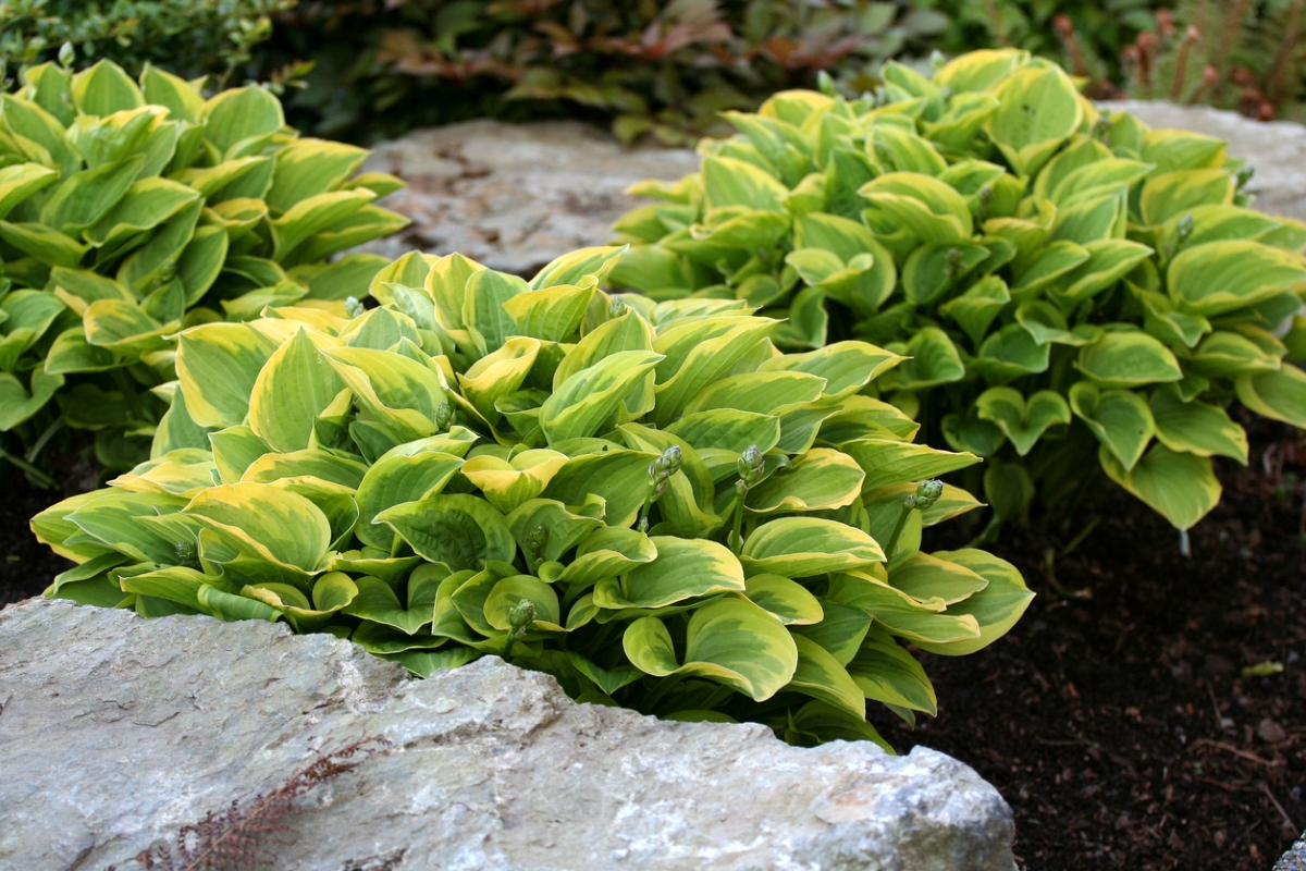 Large green hosta plants
