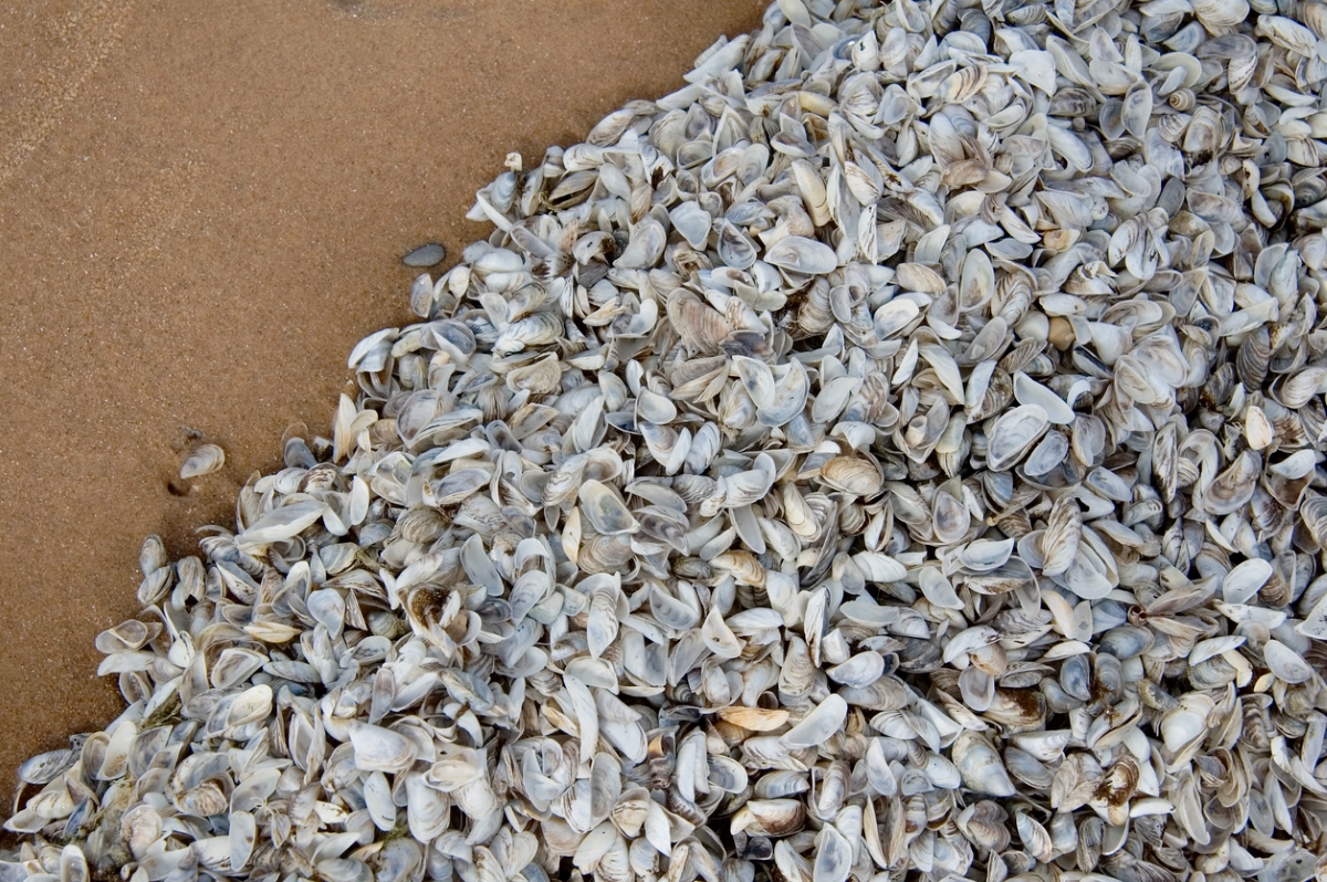 Large amounts of zebra mussels on the beach