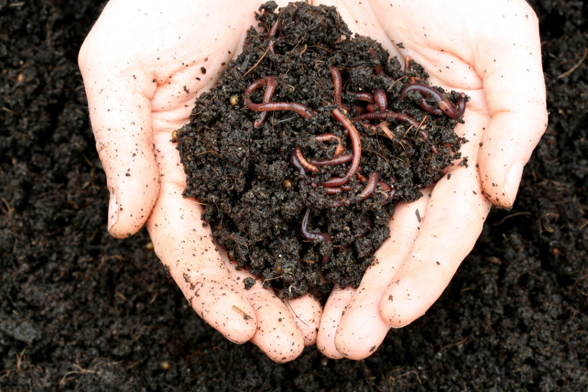 Person holding soil with worms