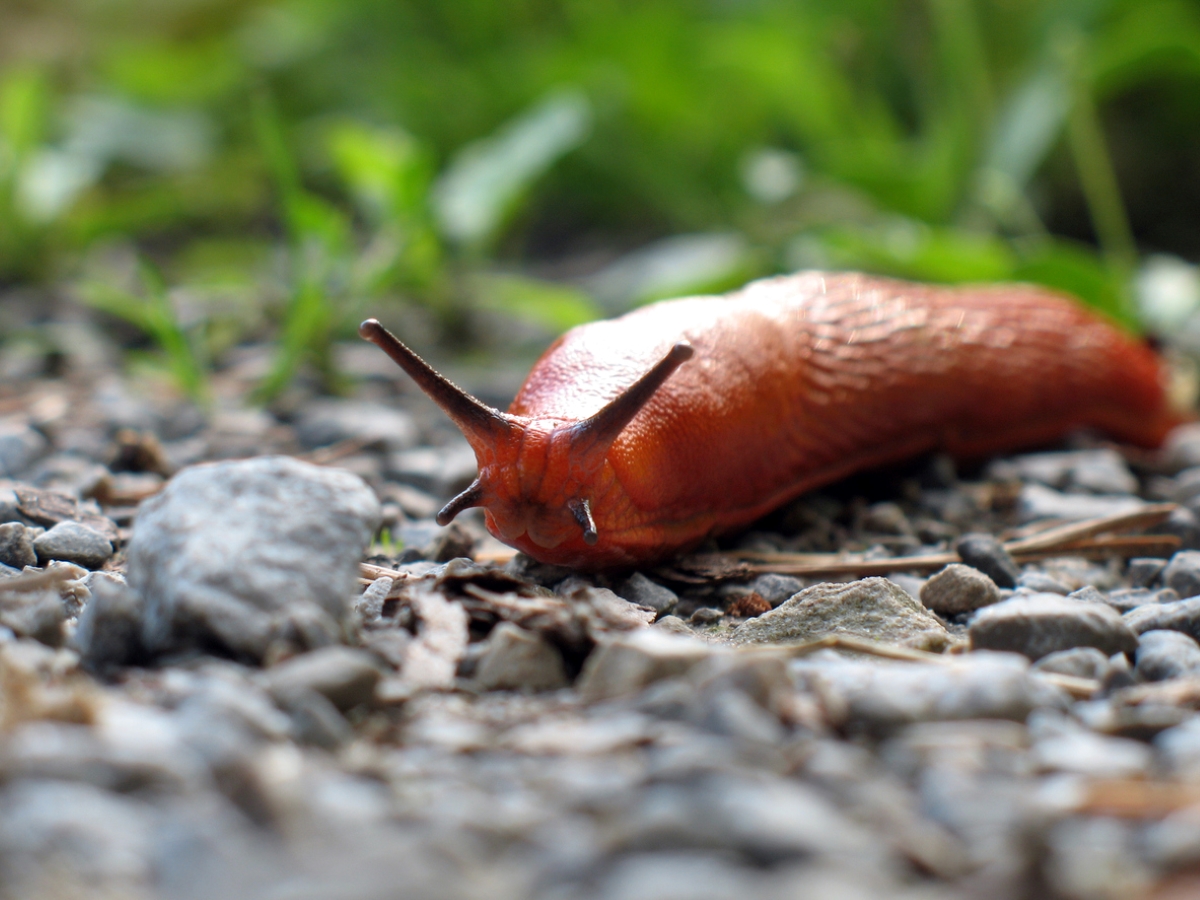 Close up of slug on ground