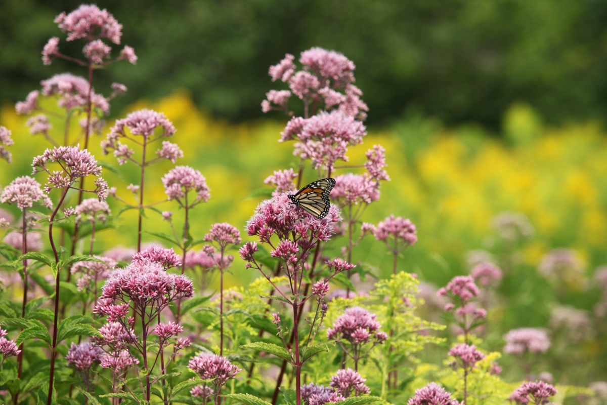 Pink milkweed plants with butterfly