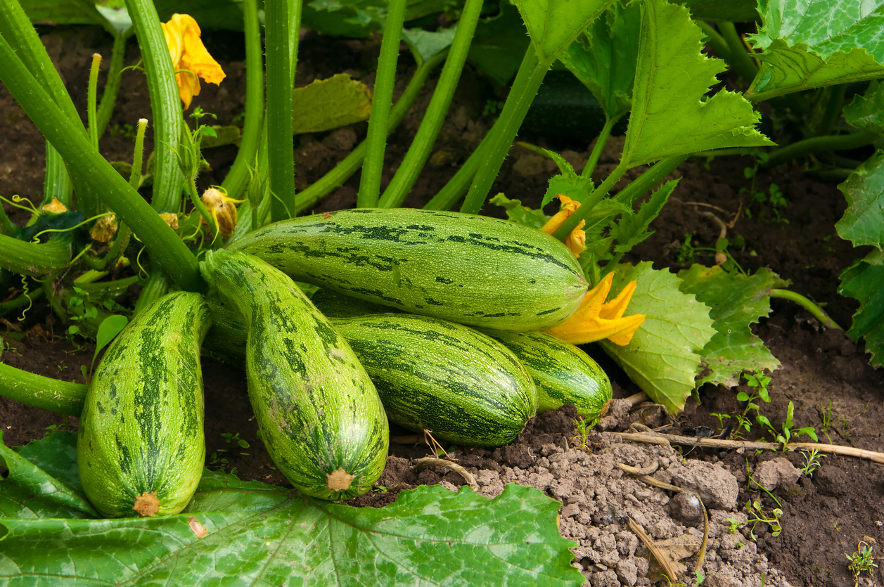 close view of squash plant with green zucchinis and thick green vines and yellow flowers