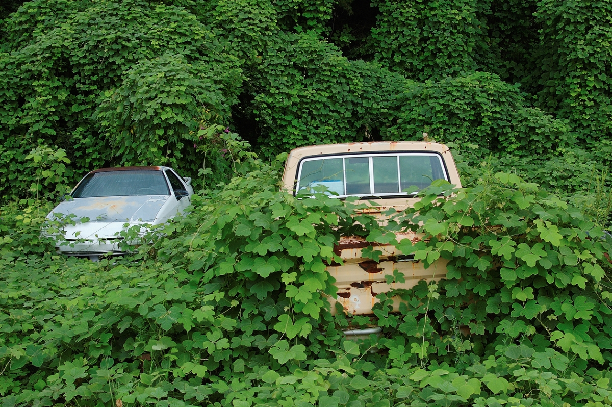 Kudzu plants taking over abandoned cars