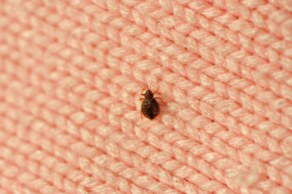 Bedbug on pink knit