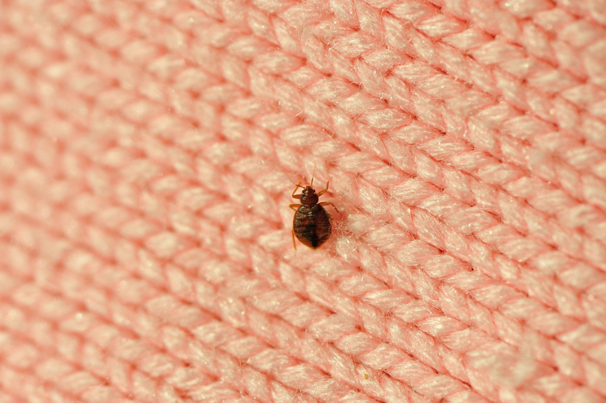 Bedbug on pink knit