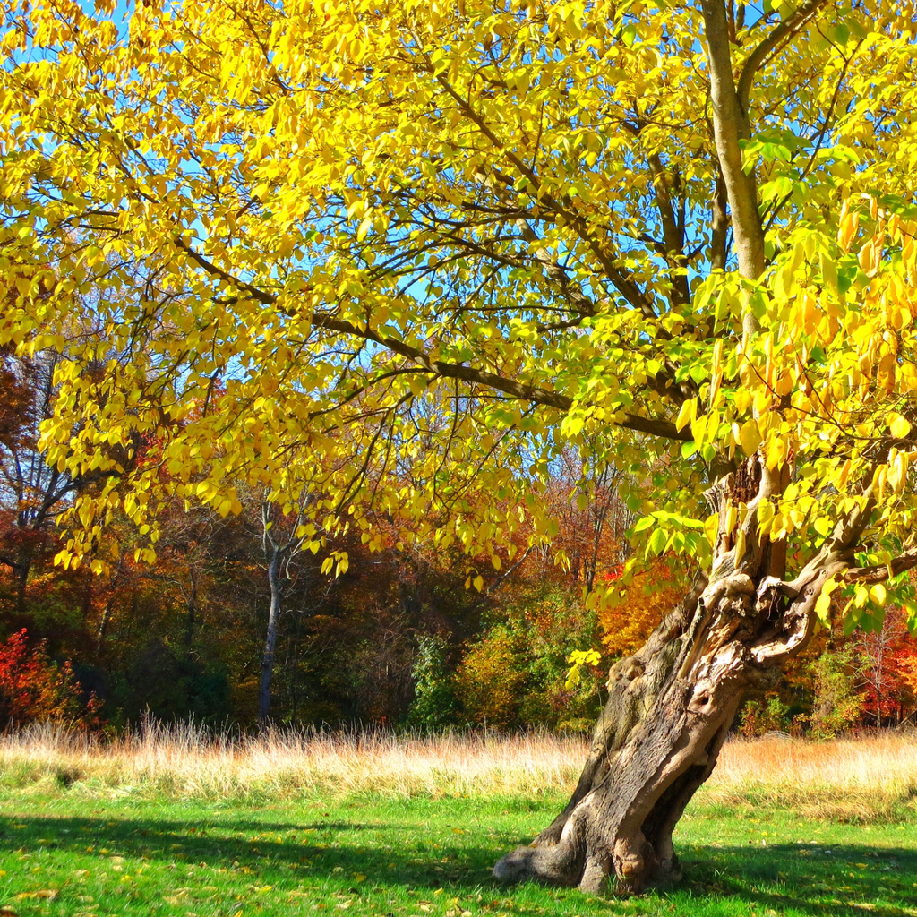 tree in field with yellow leaves and trunk that leans