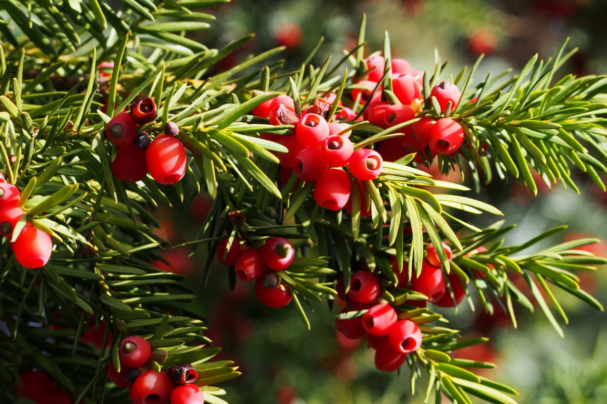 Yew bush with red berries