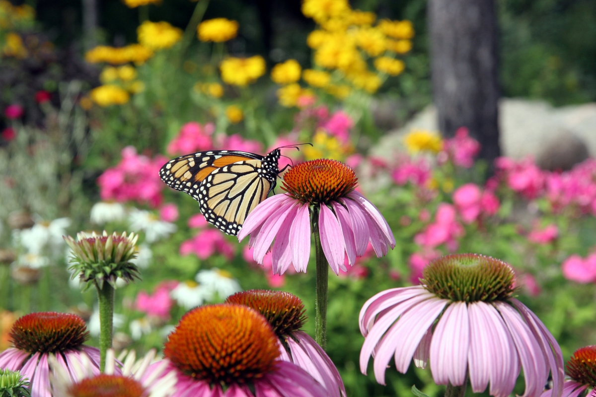 Butterfly on pink coneflower