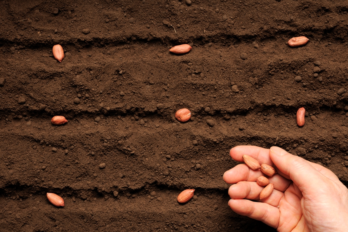 Person planting raw peanuts in soil