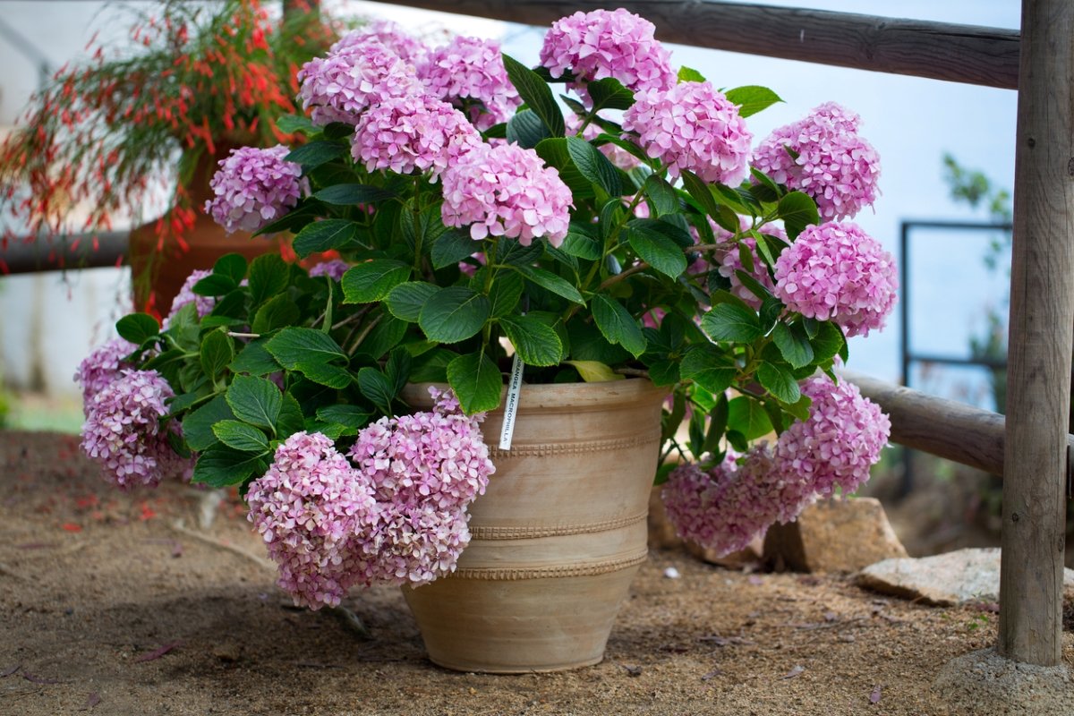 15 Trees and Shrubs That Thrive in Containers - Bob Vila