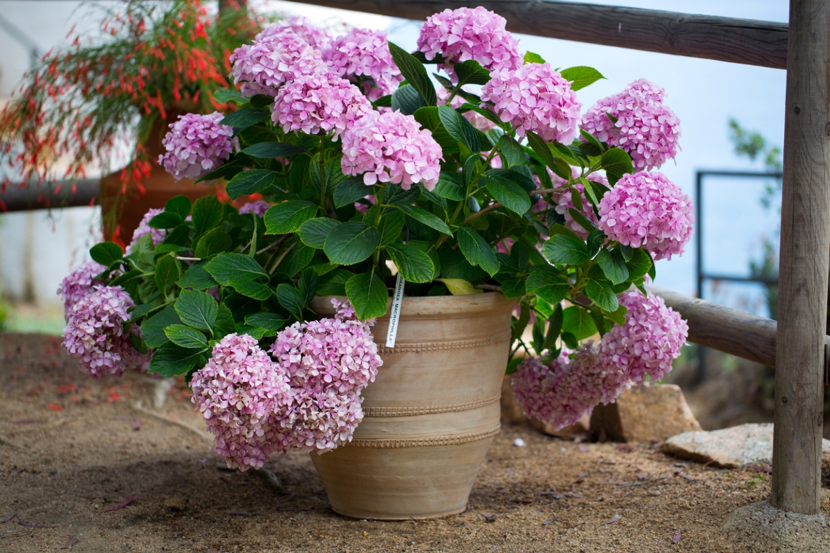Pink hydrangea in container