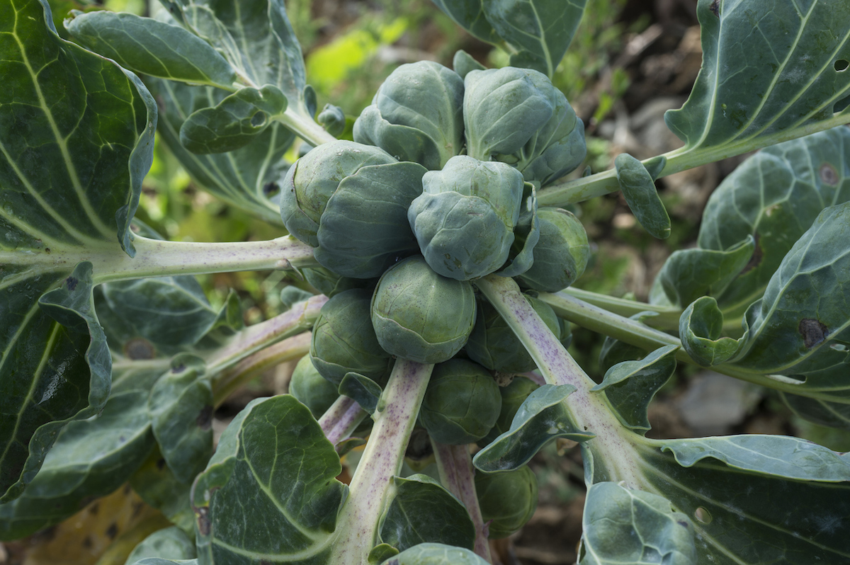 brussels sprouts plant growing in a home garden in September