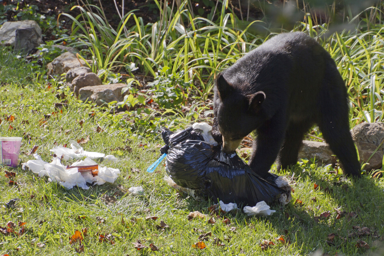 A black bear chews on a ripped apart garbage bag in a residential yard eating the trash it pulls out of it