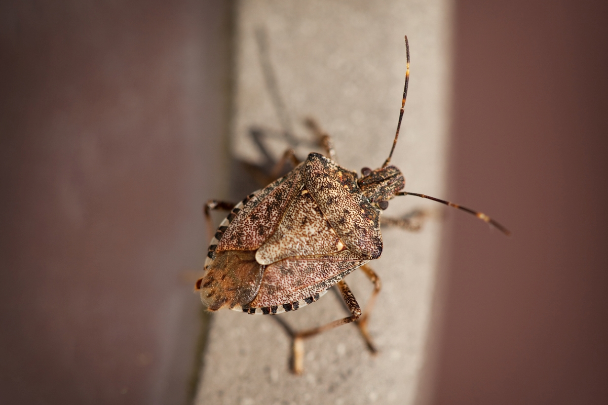 Close up of brown stink bug