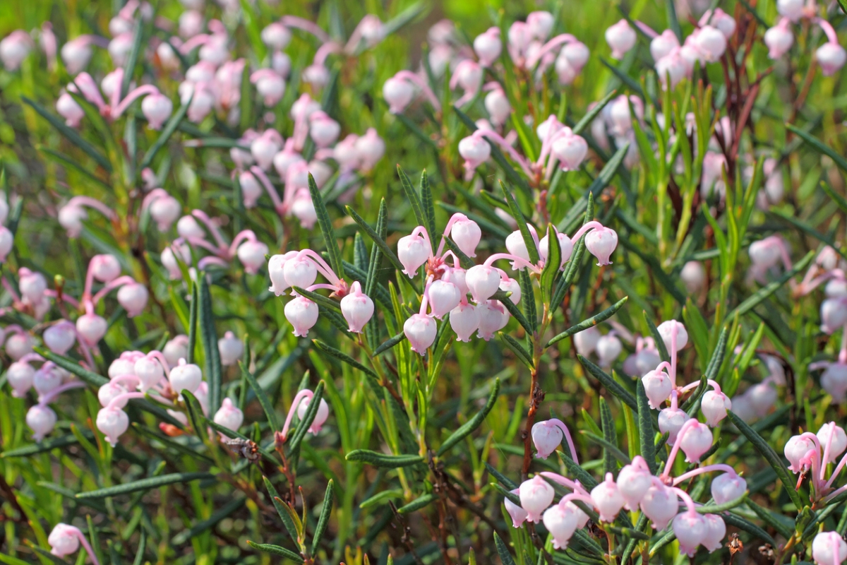 Light pink bog flowers