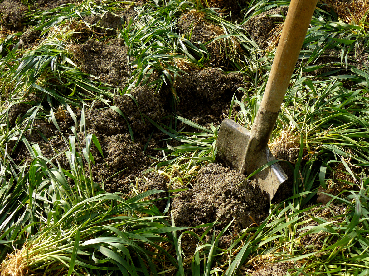 a shovel digging into green manure grass growing in soil