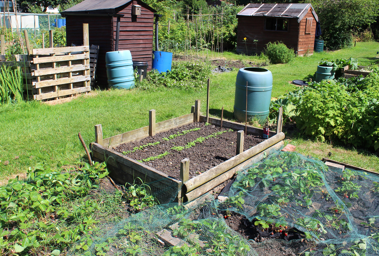 Photo showing a vegetable garden in the spring, planted with rows of strawberry plants. The strawberries are pictured growing underneath green garden netting, to prevent blackbirds eating the ripening fruit. A simple raised bed constructed from old planks of wood is being used to grow lines of seedling lettuces, for a mixed salad crop.