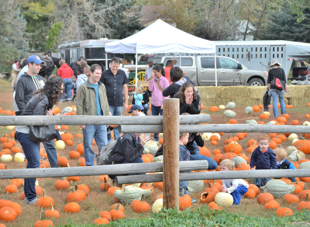 Denver, CO, USA - October 3, 2015: Denver's Four Mile Historic Park's annual family friendly Pumpkin Fall Festival. Open to all ages and both admission/parking are free! With old time music, homemade caramel apples, a pumpkin patch, crafts, a pie eating contest, horse drawn wagon rides and more there's sure to be something for everyone to enjoy!