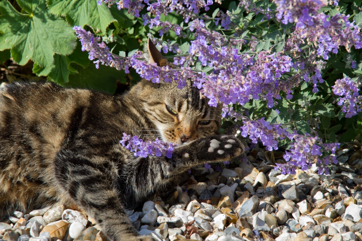 Cat enjoying cat mint blooms