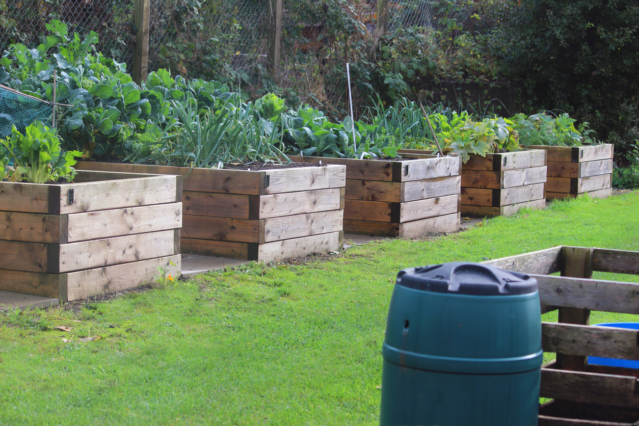 rain-barrel-near-raised-vegetable-garden-beds