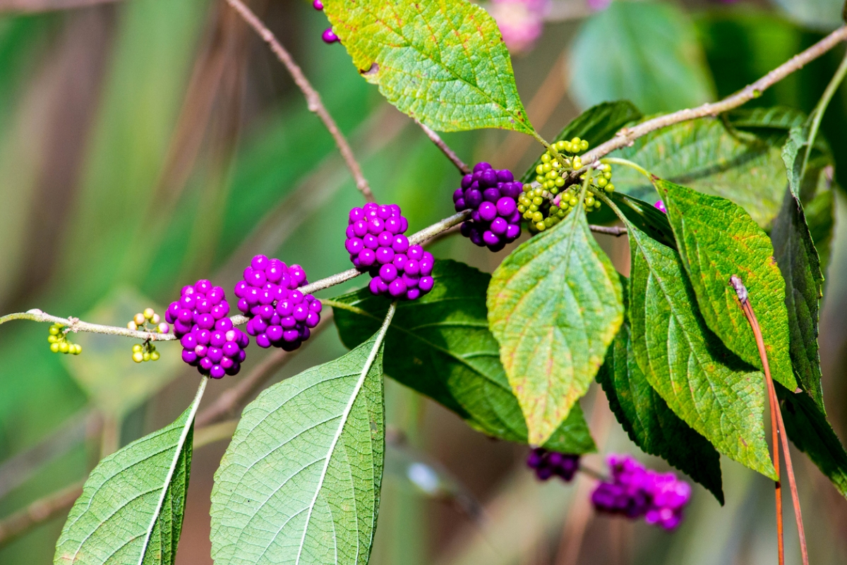Purple berries on plant