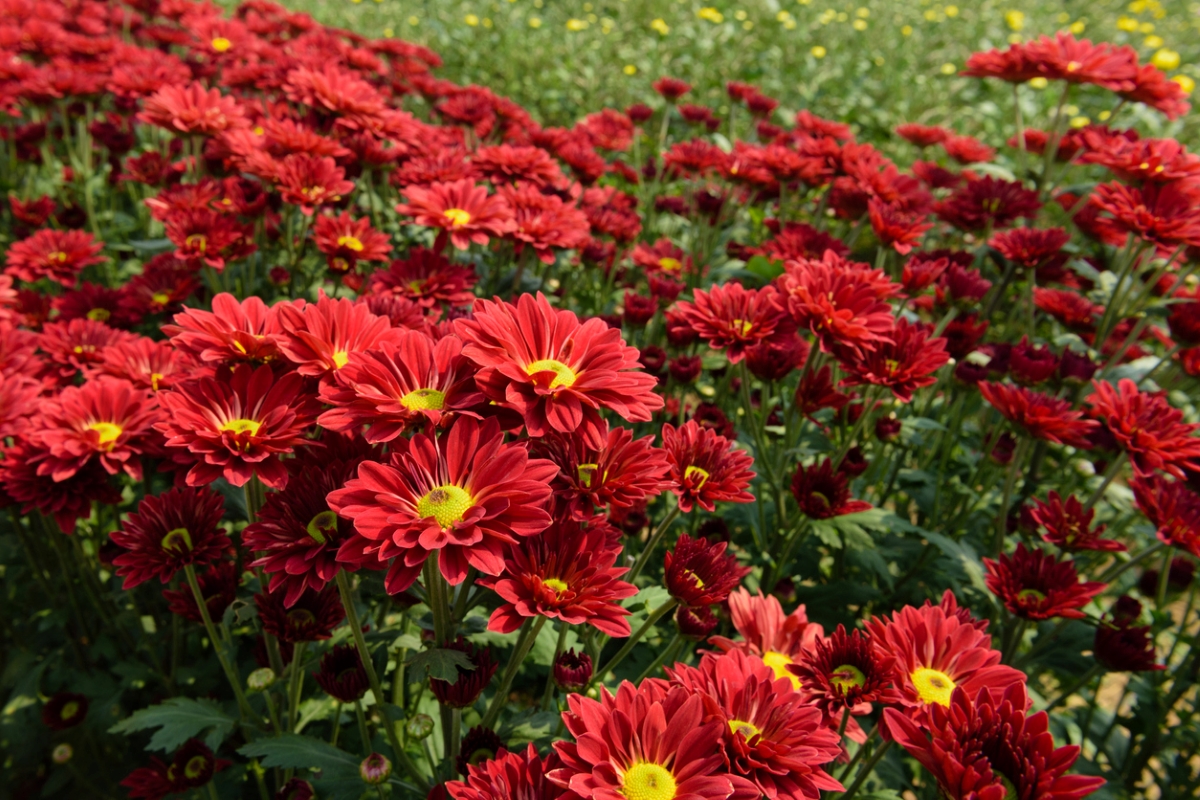 Red Chrysanthemum flowers