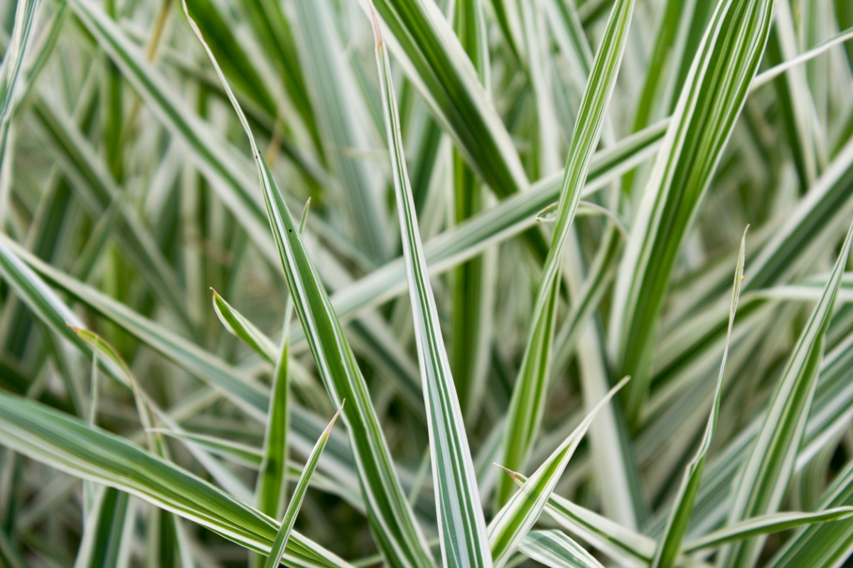 Green grass plant with white stripes