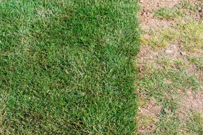 What Is No-Mow Grass? (Hint: It’s Not Artificial Turf)