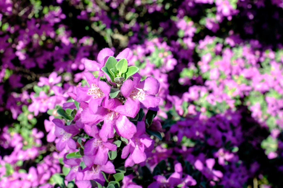 Purple Texas sage blooms