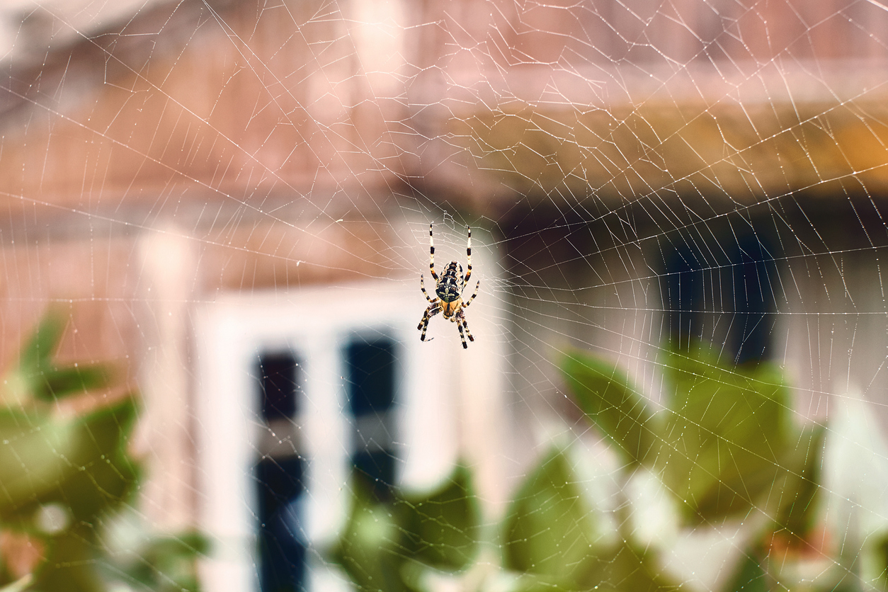 orb-weaver-spider-in-the-center-of-a-web-in-a-house-yard
