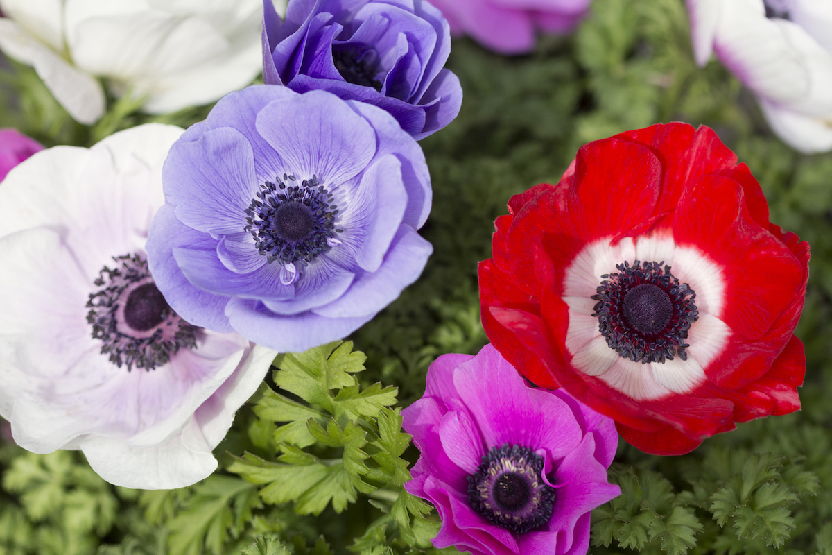 close up of anemones growing in a home garden