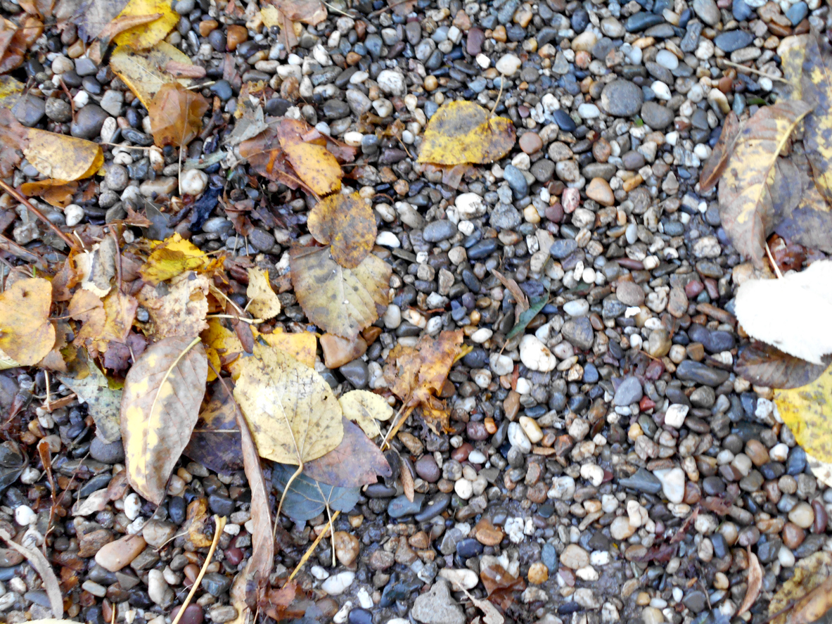 close view of yellow leaves on gravel driveway