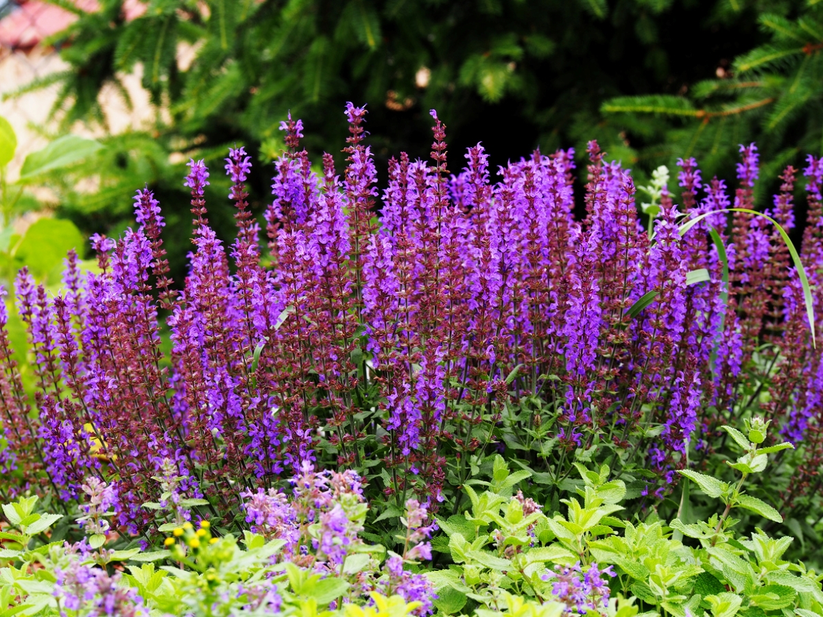 Purple woodland sage blooms