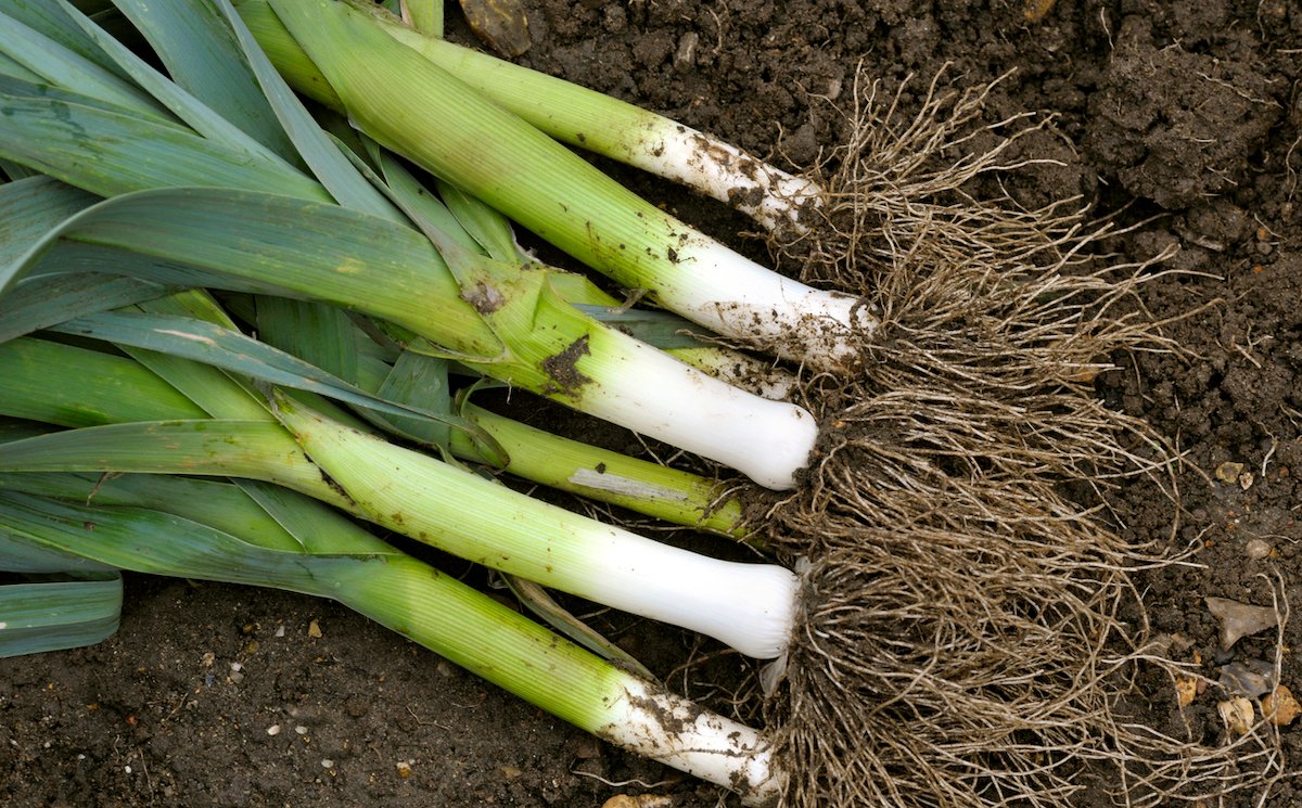 A bunch of leeds harvested from a home garden.