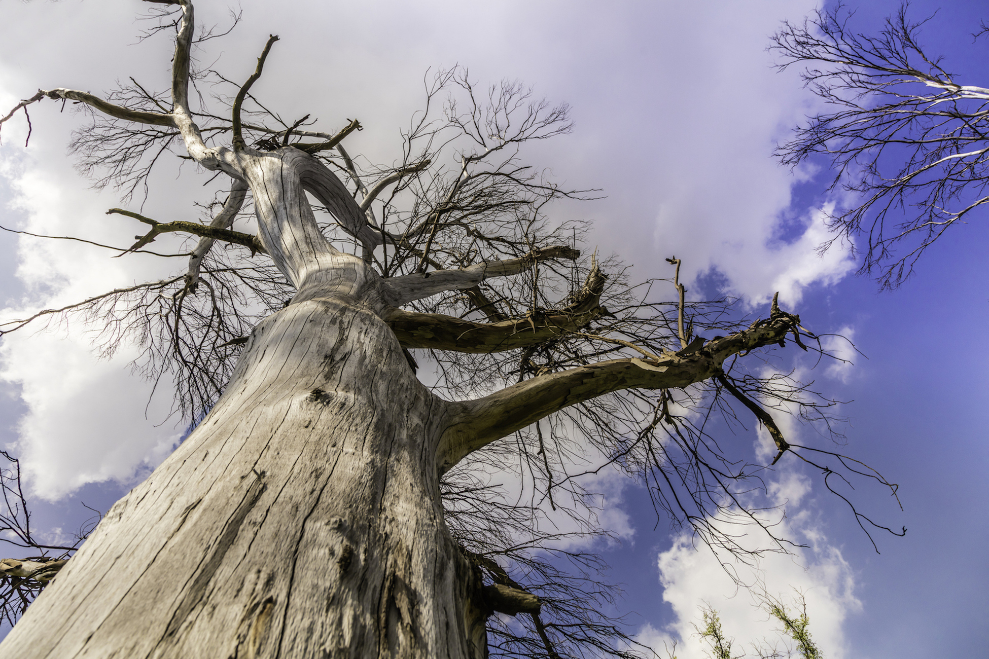 low angle view of large dying tree with brittle trunk and bare branches