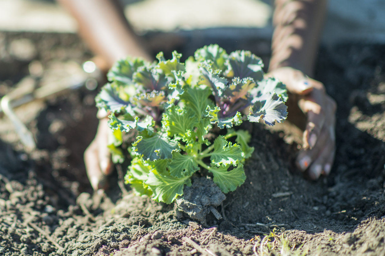 a girl's hands tending to kale growing in soil