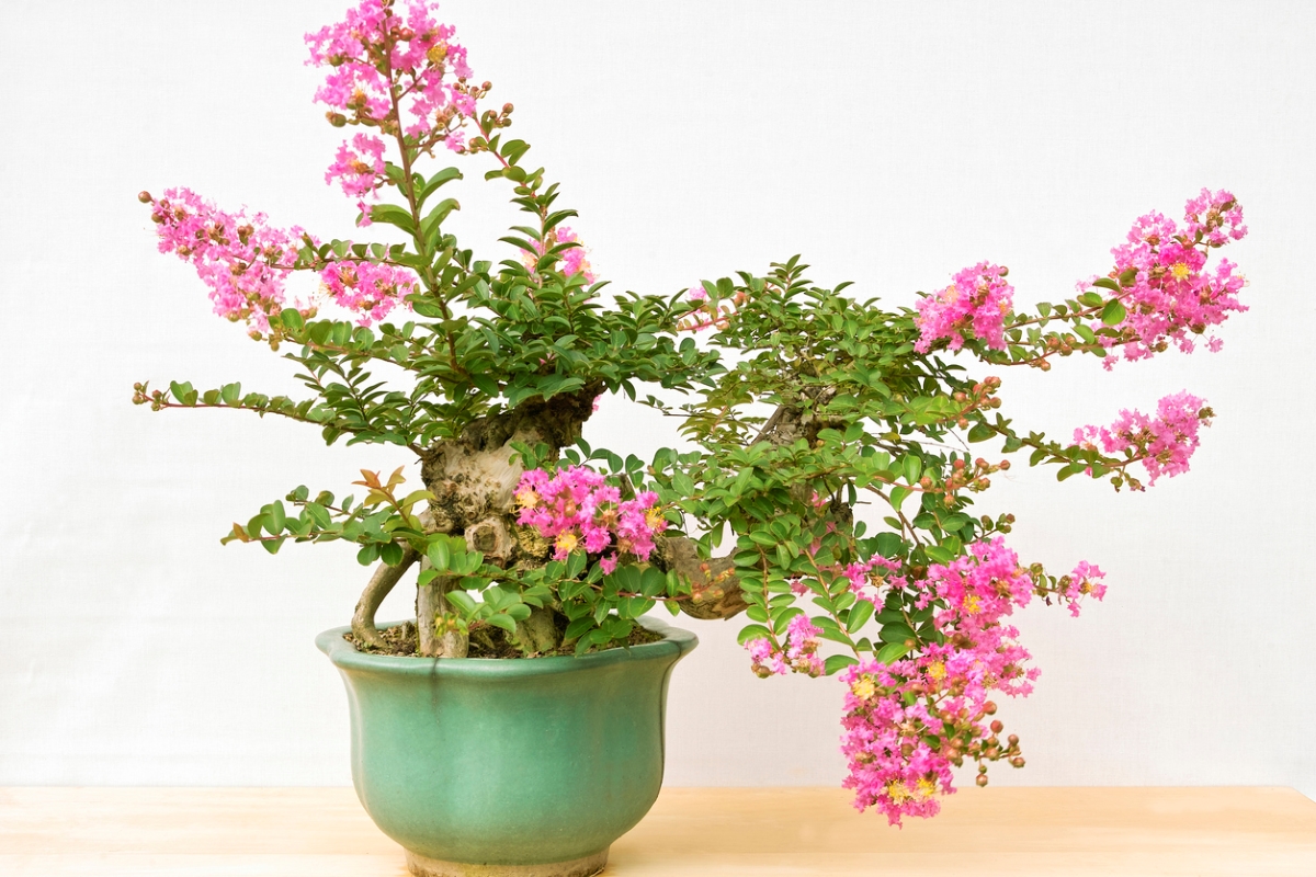 Crape myrtle tree in container with pink blooms