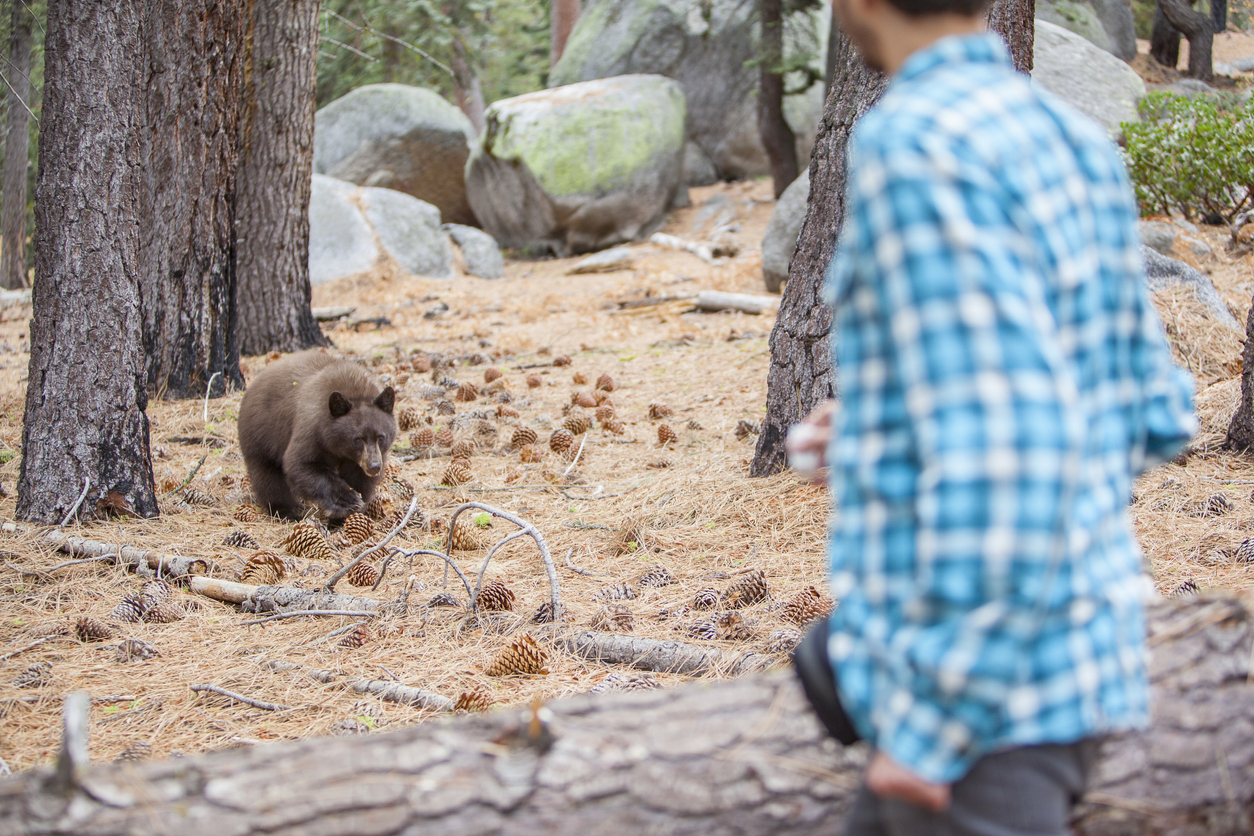 27-years-old man, tourist, filming the young wild Black american bear in the forest in Yosemite National Park. California, USA, North America