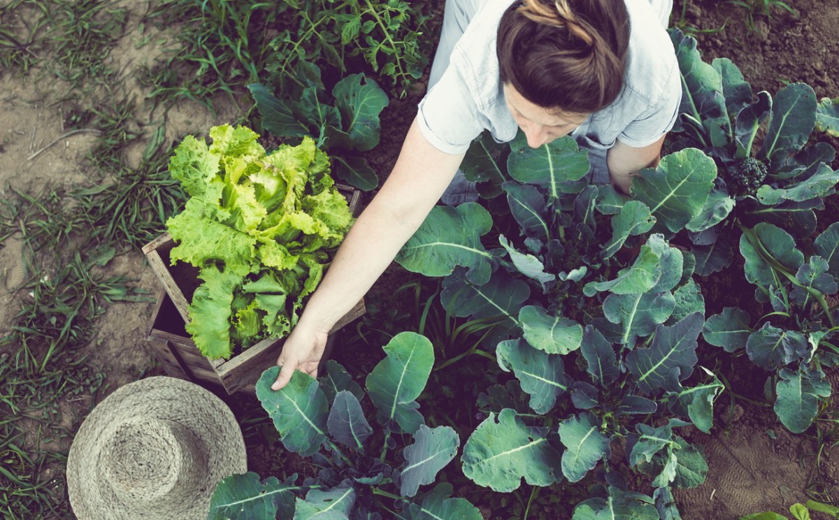 overhead view of woman gardner tending to green vegetable plants