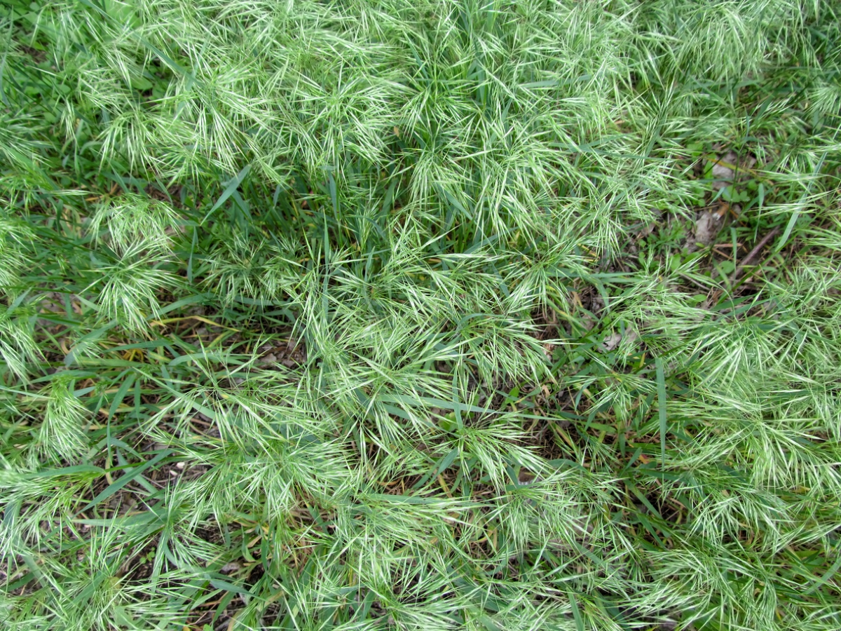 Green cheatgrass
