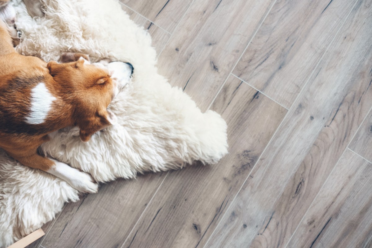 beagle-lies-on-a-furry-white-rug-over-a-greige-vinyl-plank-floor