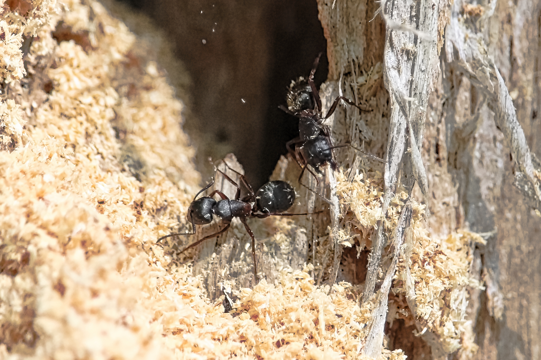 close view of ants crawling on light colored wood of dead tree trunk
