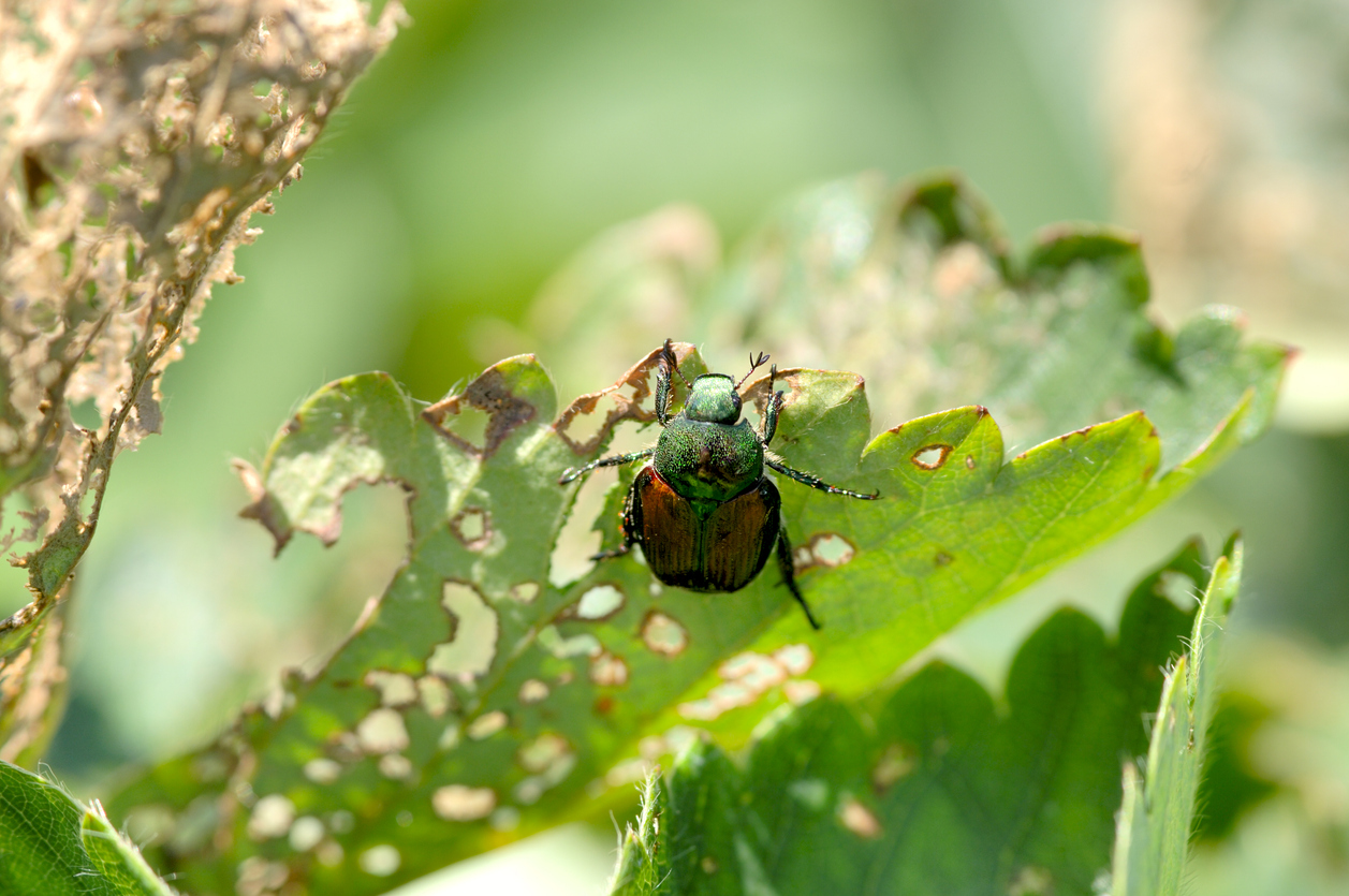 close view of japanese beetle perched on leaf