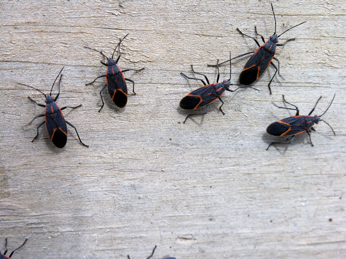 Boxelder bugs on wood wall