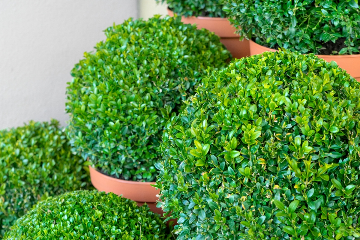 Round boxwood bushes in containers